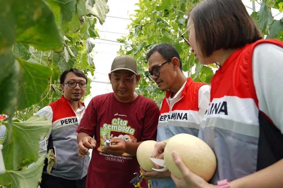 Panen Melon 1,7 Ton, CSR Pertagas Dongkrak Desa
