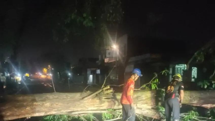 Pohon Tumbang Tutup Jalan Brawijaya Saat Cuaca Ekstrem