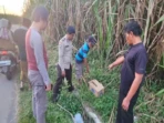 Polisi Selidiki Bayi Tewas dalam Kardus