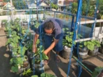 Rooftop Rumah di Lamongan Hasilkan 2,5 Kuintal Melon