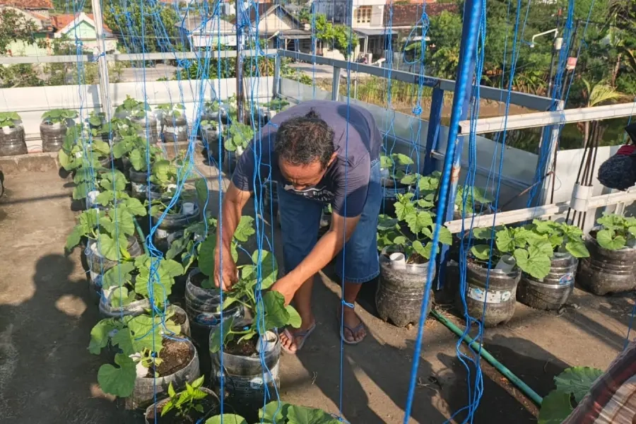 Rooftop Rumah di Lamongan Hasilkan 2,5 Kuintal Melon