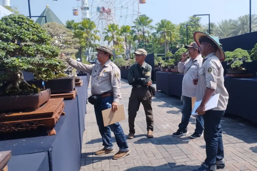 Santigi Rp1 Miliar Curi Perhatian Kontes Bonsai Lamongan