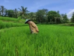 Serangan Tikus Ancam Produksi Padi Pacitan