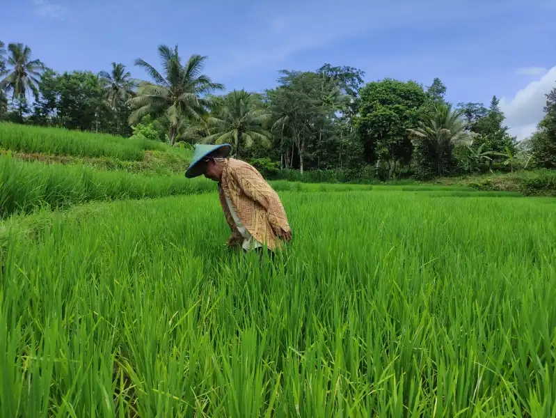 Serangan Tikus Ancam Produksi Padi Pacitan