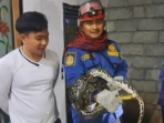 Ular Masuk Kandang Ayam, Damkar Evakuasi Tengah Malam Ular Masuk Kandang Ayam, Damkar Evakuasi Tengah Malam