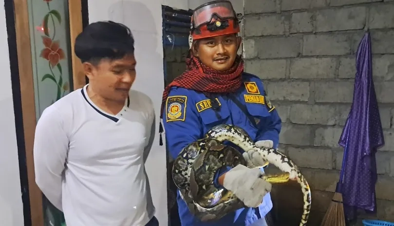 Ular Masuk Kandang Ayam, Damkar Evakuasi Tengah Malam