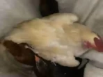 Gagal Curi Lima Ayam, Dua Pria Diamankan Warga