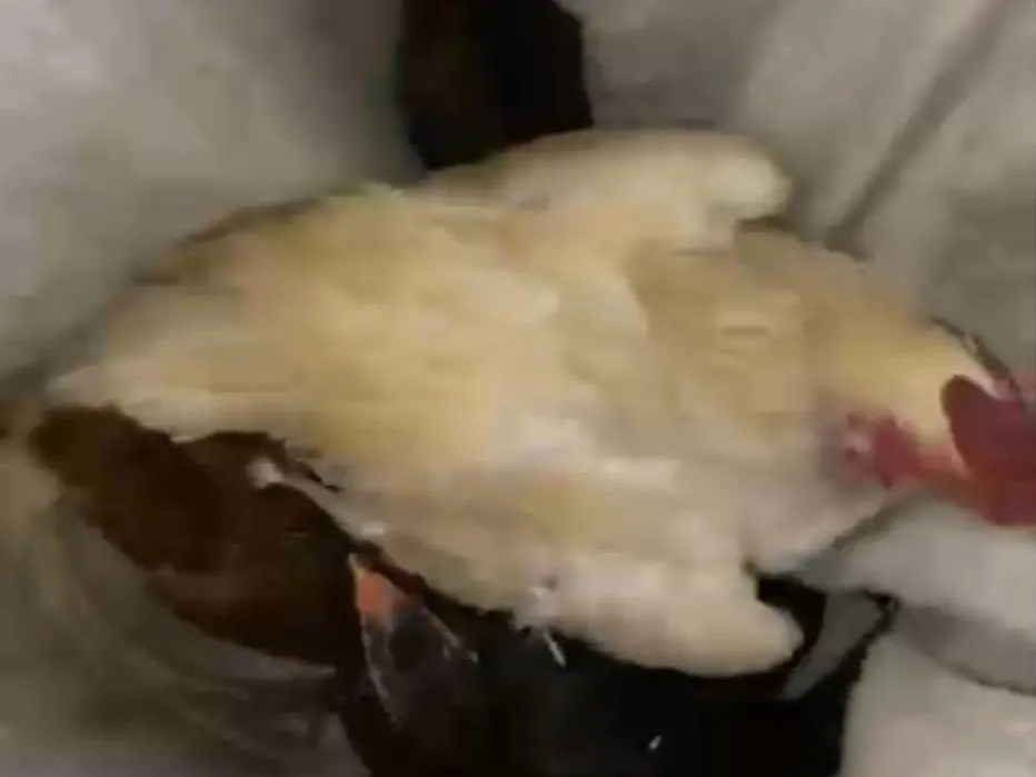 Gagal Curi Lima Ayam, Dua Pria Diamankan Warga