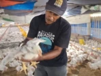 Harga Ayam Broiler Rp15 Ribu, Peternak Ngawi Terdesak