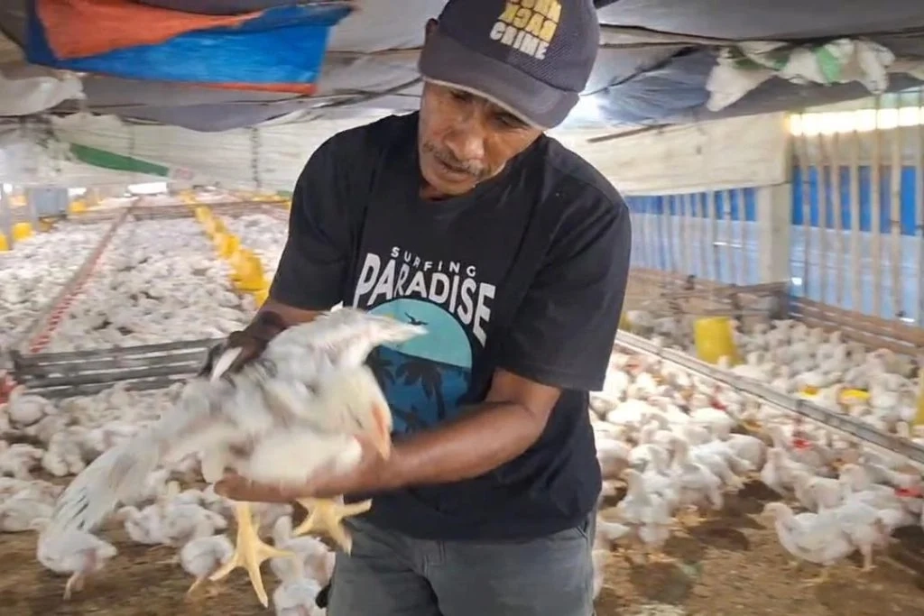 Harga Ayam Broiler Rp15 Ribu, Peternak Ngawi Terdesak
