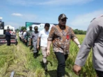 Mas Dhito Perkuat Irigasi Sawah Hadapi Kemarau