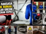 Piton Raksasa Masuk Rumah, Damkar Gresik Bergerak Cepat Piton Raksasa Masuk Rumah, Damkar Gresik Bergerak Cepat
