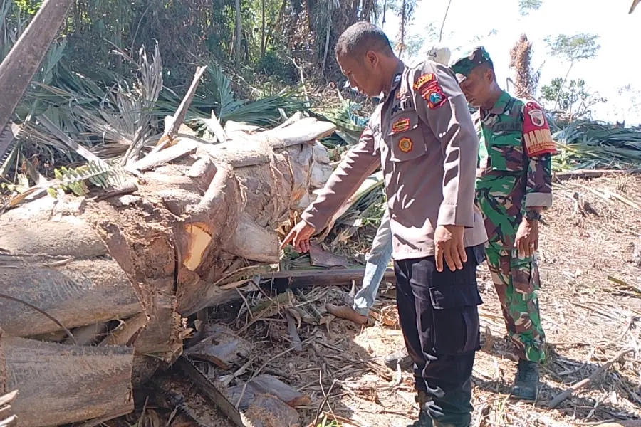 Pria Tewas Tertimpa Pohon Saat Tebang Lahan PTPN XII