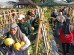 Warga Antusias Panen Langsung di Kebun Petrokimia Gresik