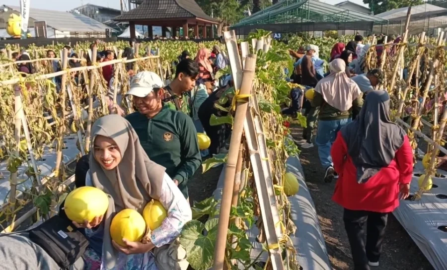 Warga Antusias Panen Langsung di Kebun Petrokimia Gresik