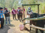 MAT PECI Ubah Buruh Tani Bondowoso Jadi Pemilik 16 Sapi