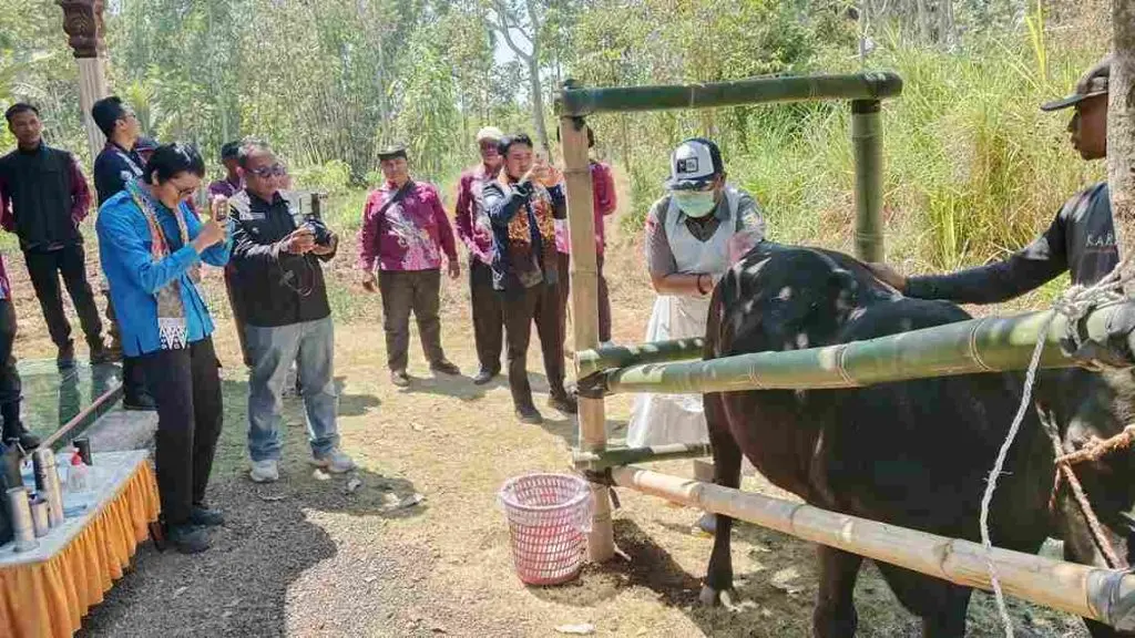 MAT PECI Ubah Buruh Tani Bondowoso Jadi Pemilik 16 Sapi