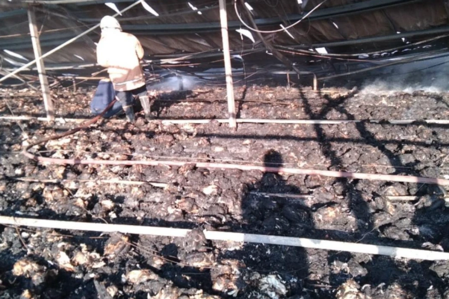 Polisi Selidiki Kebakaran Kandang Ayam di Pungging