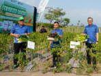 Produktivitas Cabai Rawit Jatim Tembus 11,5 Ton per Hektare Produktivitas Cabai Rawit Jatim Tembus 11,5 Ton per Hektare