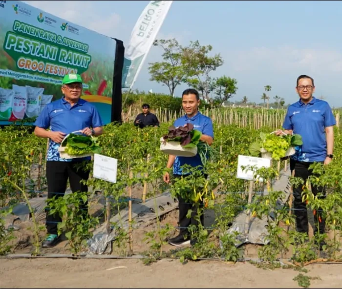 Produktivitas Cabai Rawit Jatim Tembus 11,5 Ton per Hektare