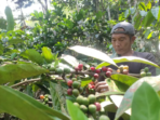 Tanaman Kopi Rusak Justru Bawa Berkah Petani Pacitan