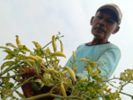 Virus Gemini Serang Cabai Madiun, Panen Anjlok 80 Persen