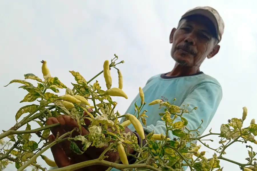 Virus Gemini Serang Cabai Madiun, Panen Anjlok 80 Persen
