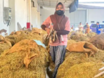DPRD Probolinggo Sidak Gudang, Soroti Harga Tembakau
