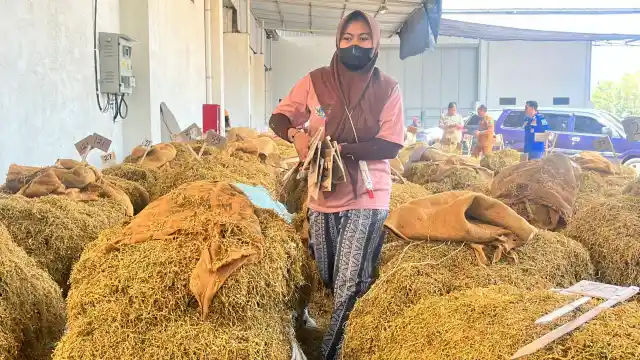 DPRD Probolinggo Sidak Gudang, Soroti Harga Tembakau