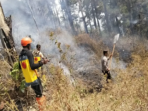 Karhutla Gunung Botak Ngawi Belum Padam, Medan Jadi Kendala Karhutla Gunung Botak Ngawi Belum Padam, Medan Jadi Kendala