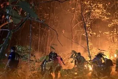 Kebakaran Hutan Jatirejo Mojokerto Dipadamkan Manual