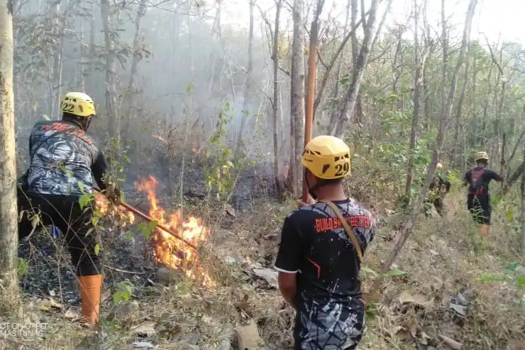 Kebakaran Hutan Rakyat Balerejo Magetan Meluas 3 Hektare