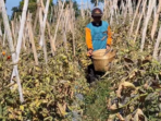 Kemarau Panjang, Puluhan Hektare Lahan Magetan Terancam Gagal Panen Kemarau Panjang, Puluhan Hektare Lahan Magetan Terancam Gagal Panen