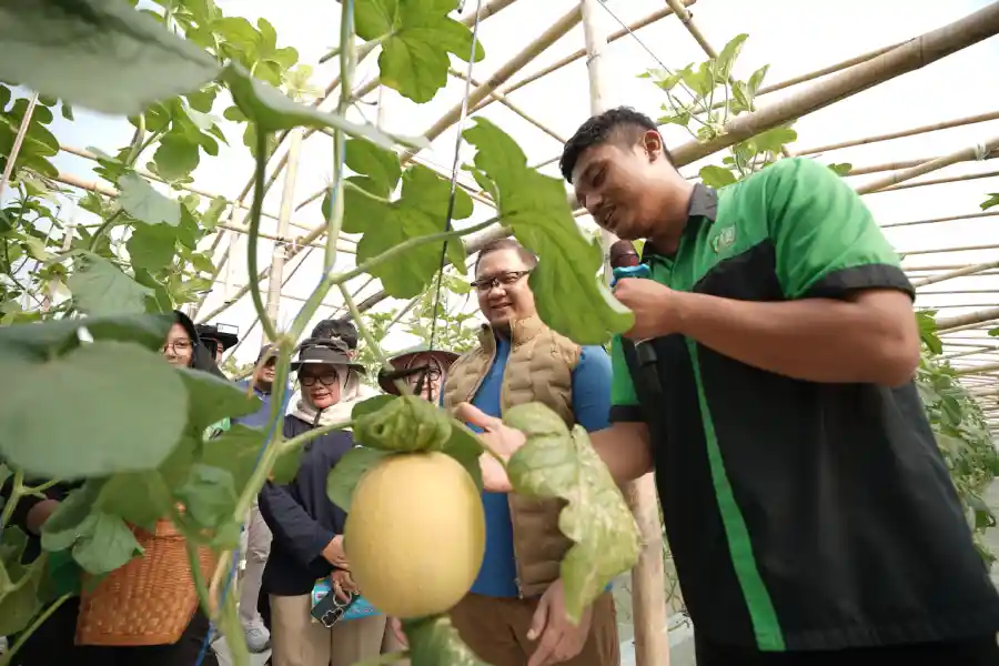 Pelajar SMKN 1 Tulungagung Panen 3,5 Ton Melon Modern