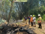 Pembakaran Kotoran Sapi Picu Kandang Terbakar di Bondowoso