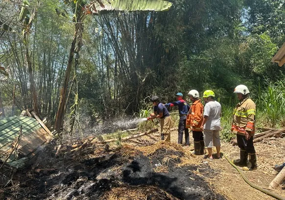 Pembakaran Kotoran Sapi Picu Kandang Terbakar di Bondowoso