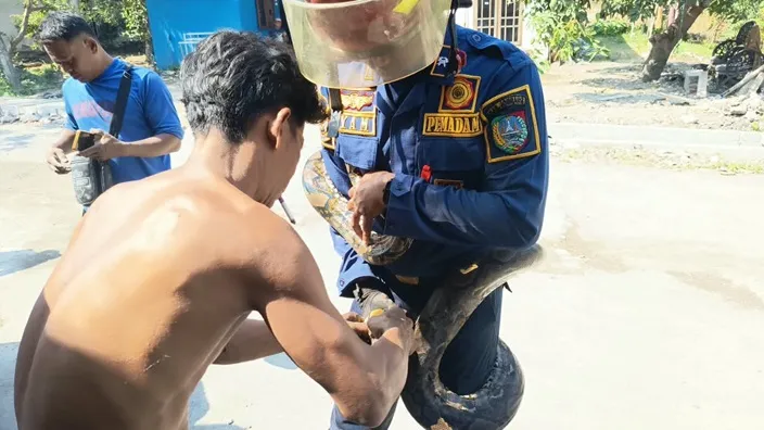 Piton 4 Meter Lilit Kaki Petugas Saat Dievakuasi