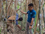SGN Mulai Tebang SGN 01 di Kediri, Target 125 Ton