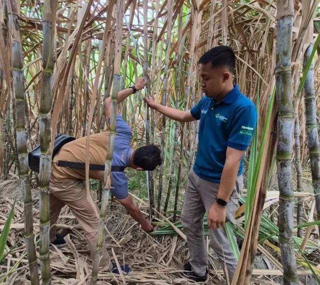 SGN Mulai Tebang SGN 01 di Kediri, Target 125 Ton