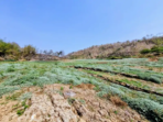 Waduk Bendo Surut, Warga Sulap Dasar Waduk Jadi Ladang
