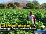 5.283 Petani Tembakau Ponorogo Dapat Jaminan Sosial 5.283 Petani Tembakau Ponorogo Dapat Jaminan Sosial