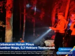 Kebakaran Hutan Pinus Sumber Nogo, 0,2 Hektare Terdampaak