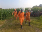 Lansia Hilang Sepekan Ditemukan Tewas di Kebun Jagung