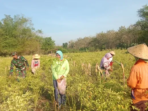 Satgas TMMD Jombang Bantu Petani Panen Cabai di Pojok Klitih
