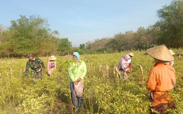 Satgas TMMD Jombang Bantu Petani Panen Cabai di Pojok Klitih