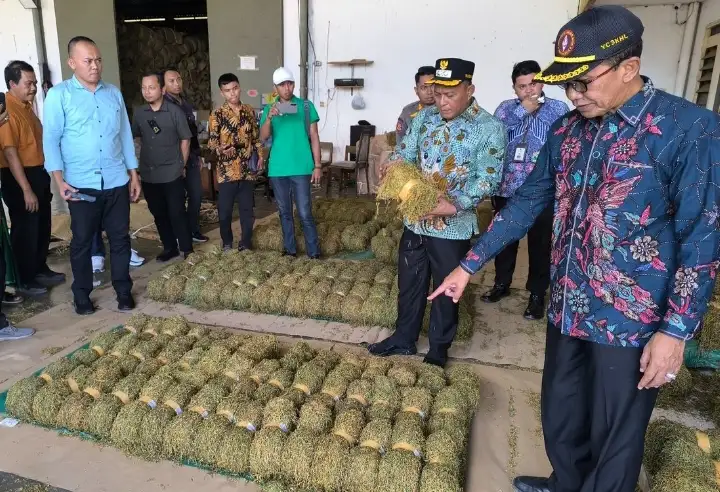 Serapan Tembakau Pamekasan Tembus 42.575 Ton