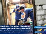 Ular Piton Dua Meter Dievakuasi dari Atap Rumah Warga Gresik Ular Piton Dua Meter Dievakuasi dari Atap Rumah Warga Gresik