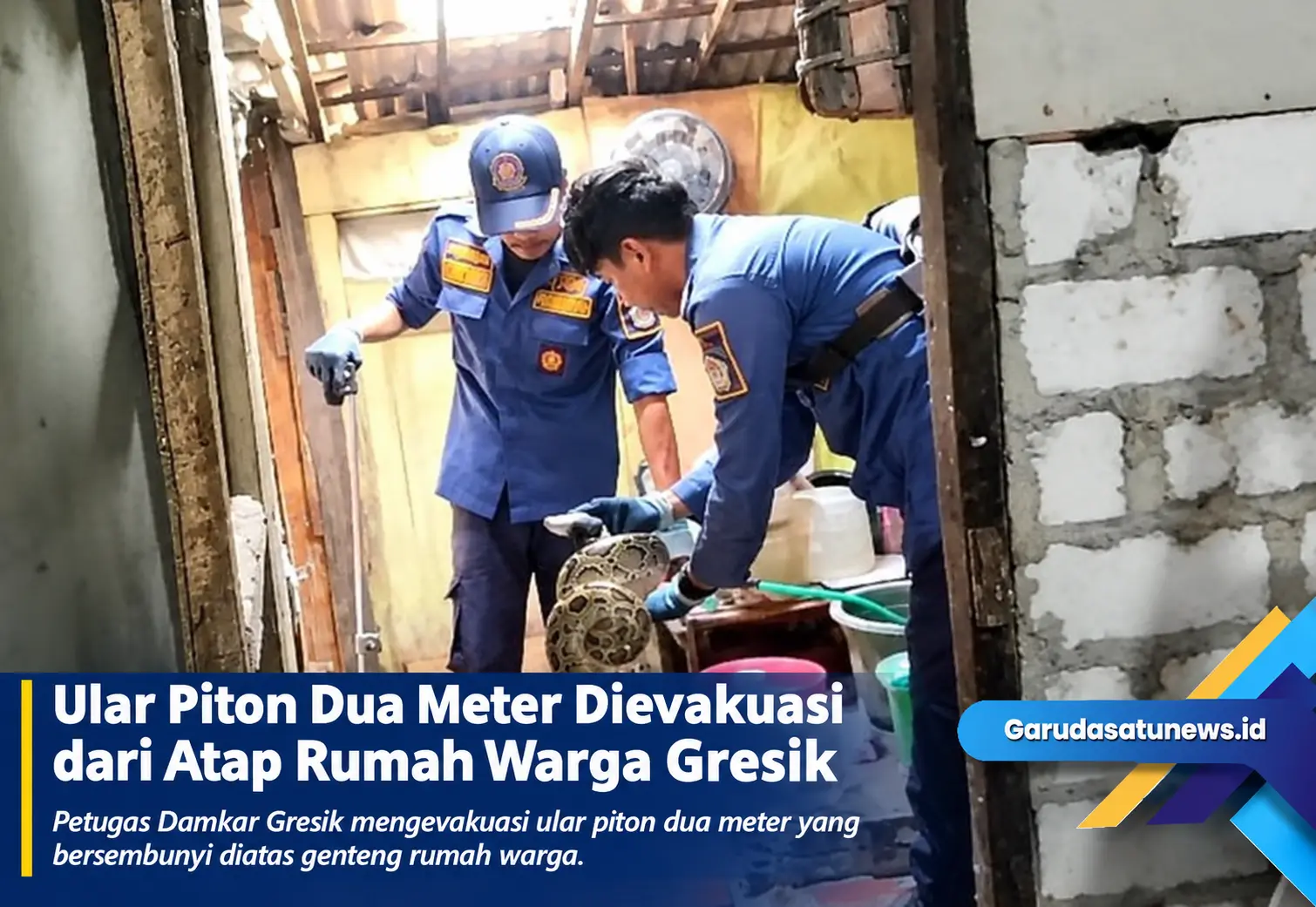 Ular Piton Dua Meter Dievakuasi dari Atap Rumah Warga Gresik