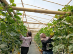 Warga Sukolilo Sulap Lahan Kosong Jadi Kebun Melon Premium