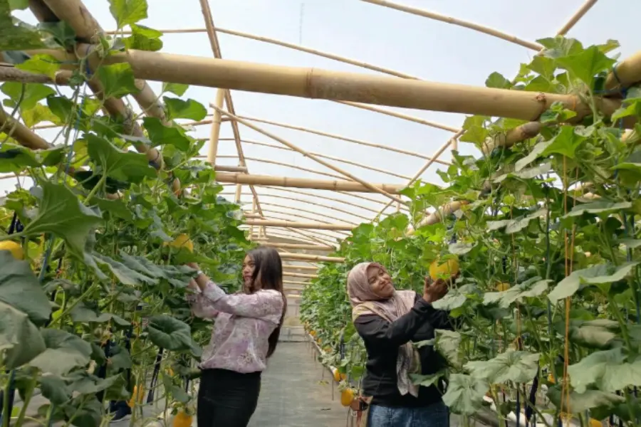 Warga Sukolilo Sulap Lahan Kosong Jadi Kebun Melon Premium